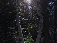 73820CrLe - A lovely Sunday afternoon walk with Beth at the George Langman Sanctuary   Each New Day A Miracle  [  Understanding the Bible   |   Poetry   |   Story  ]- by Pete Rhebergen